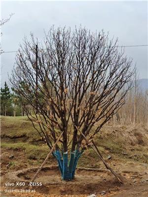 高度800厘米叢生蒙古櫟